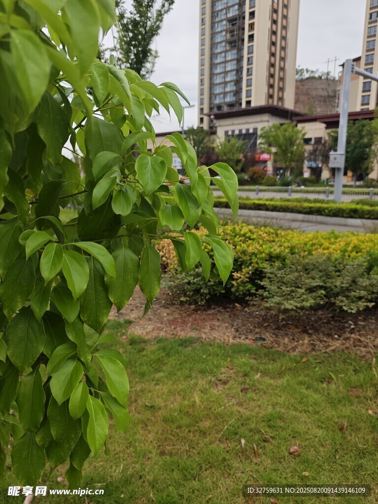 城市绿地中的绿植景观