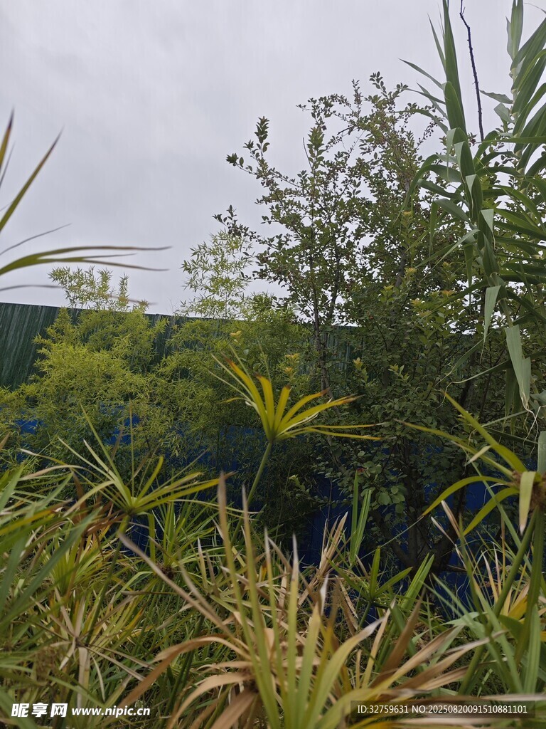 野外繁茂绿植景观