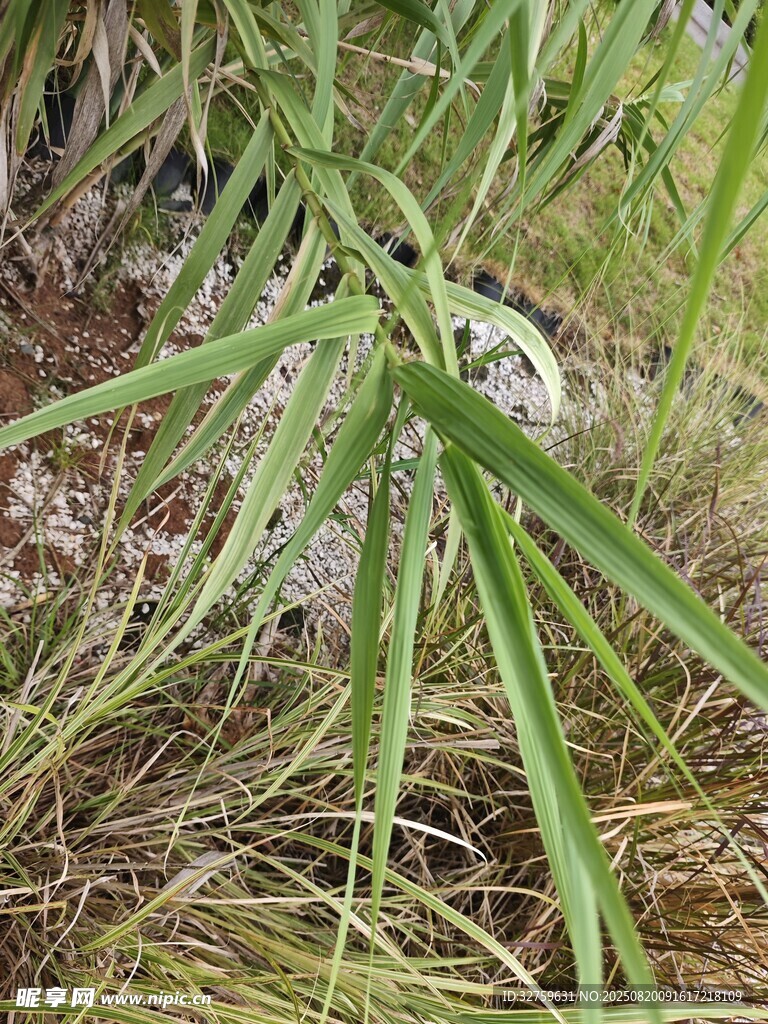 野外生长的带刺绿色植物