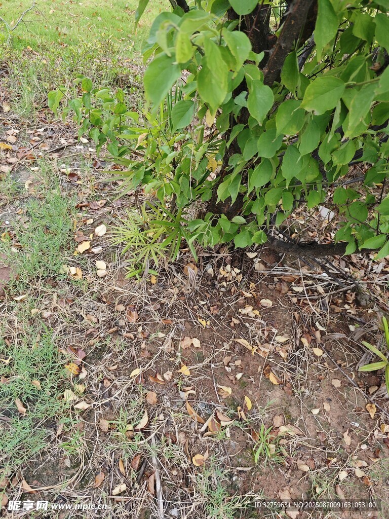 树下地面的绿植与泥土