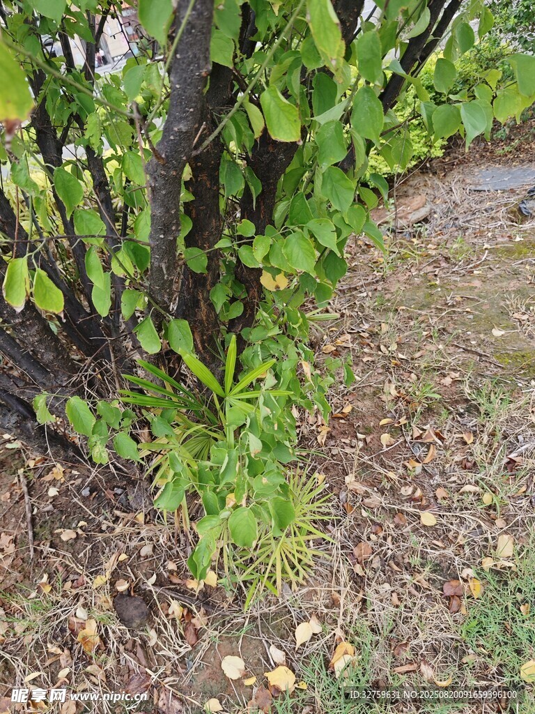 藤蔓植物扎根于地面