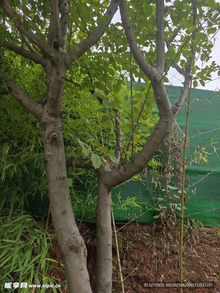 庭院中的树木与绿植景观