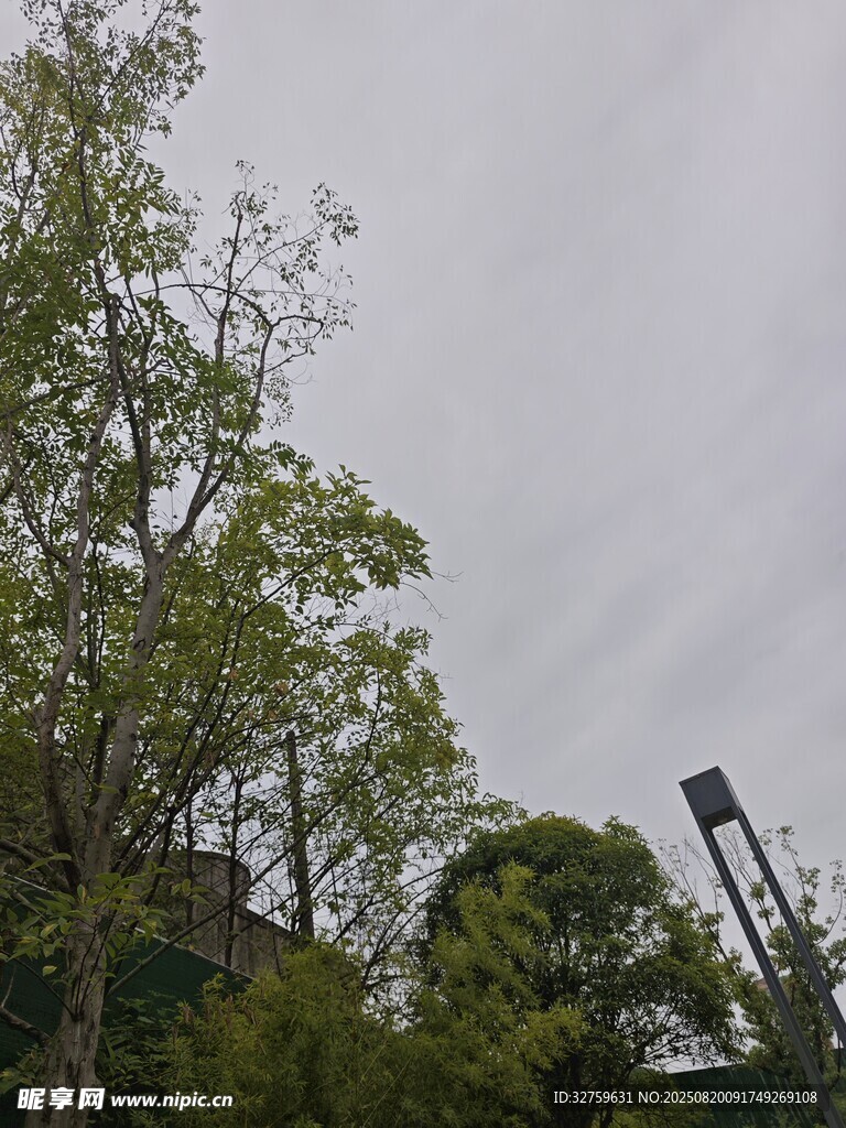 户外绿树景致