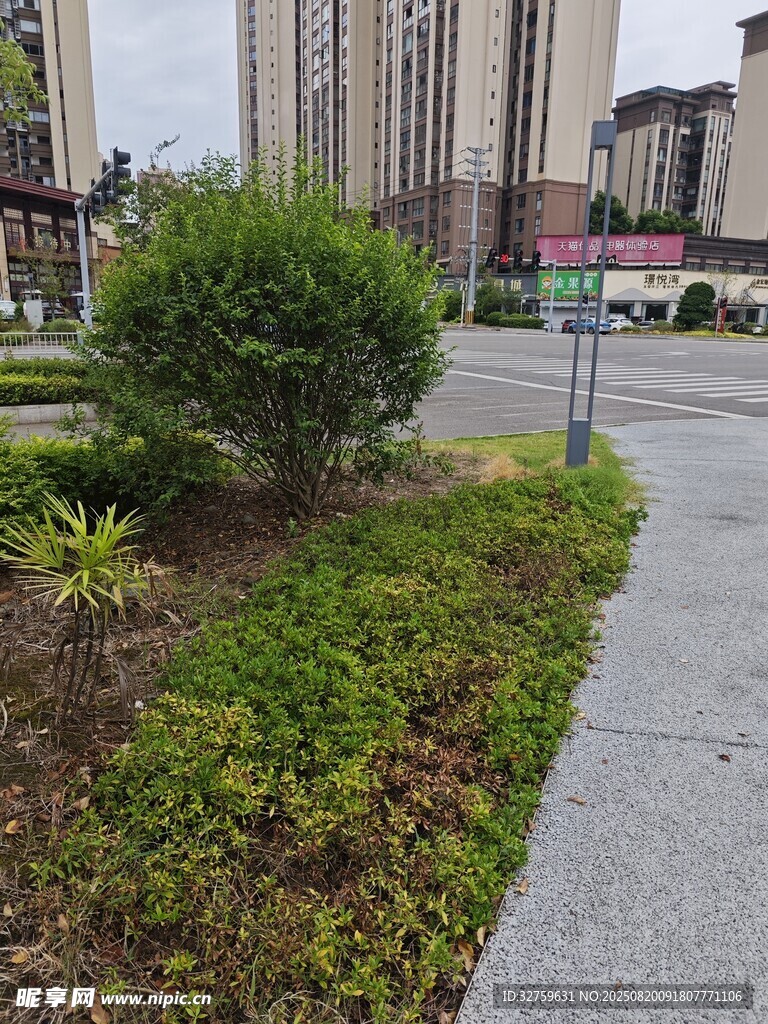 城市街边绿植景观