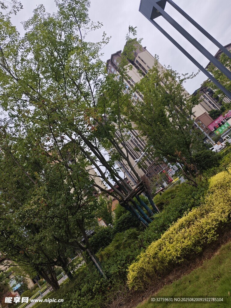 城市中繁茂绿植景观
