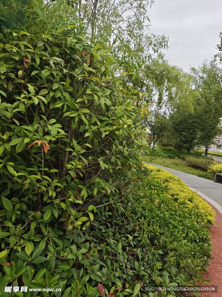 绿意盎然的园林小径