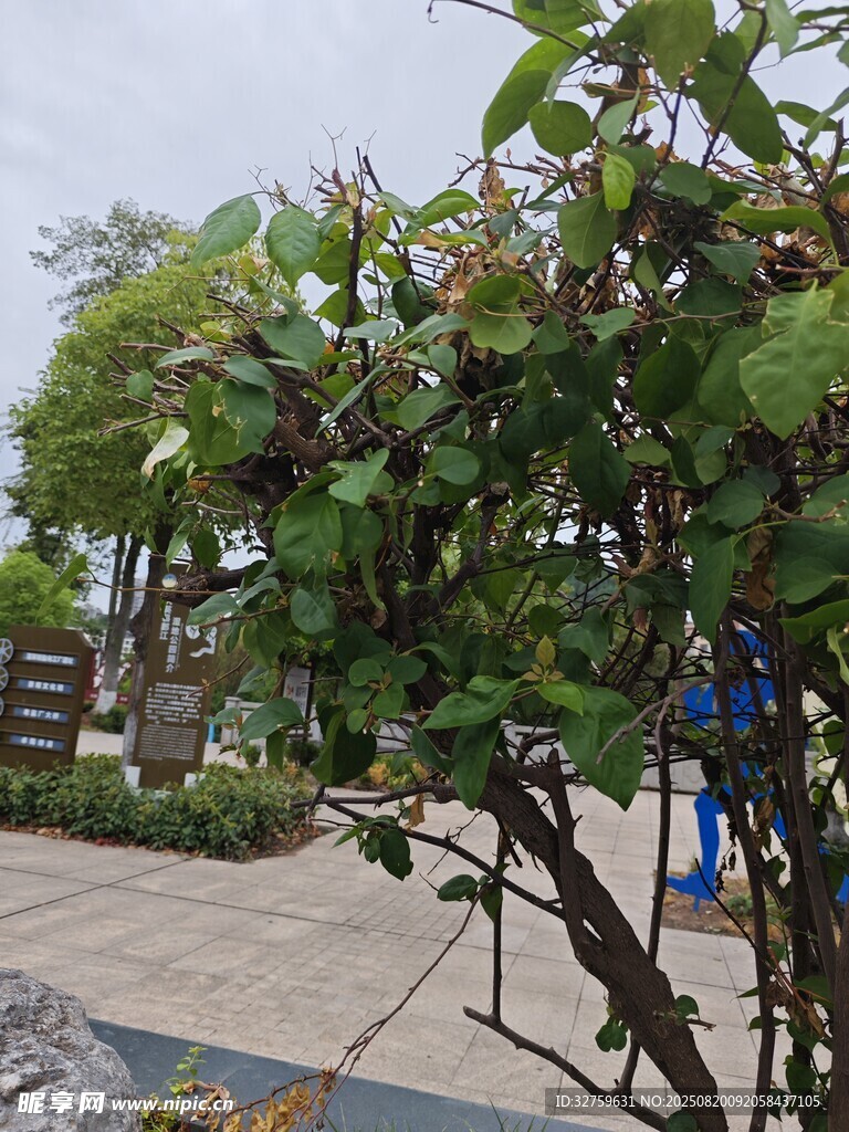 庭院中繁茂的绿植景观