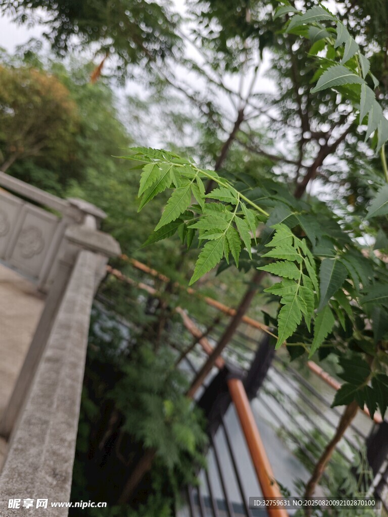 墙边翠绿植物生机盎然