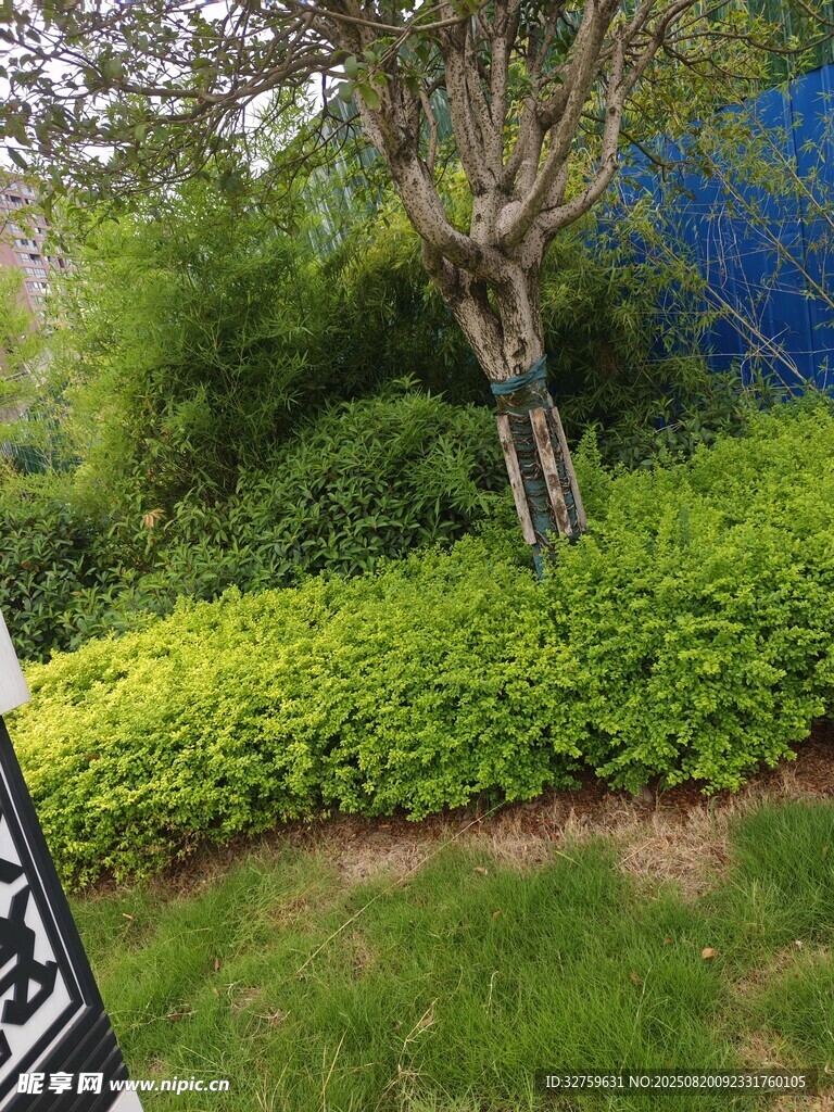 庭院绿植景观一角