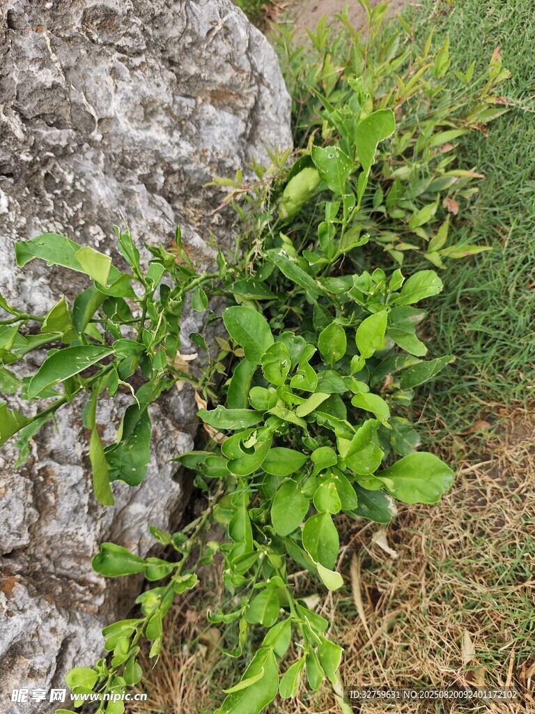 石缝间的翠绿植物