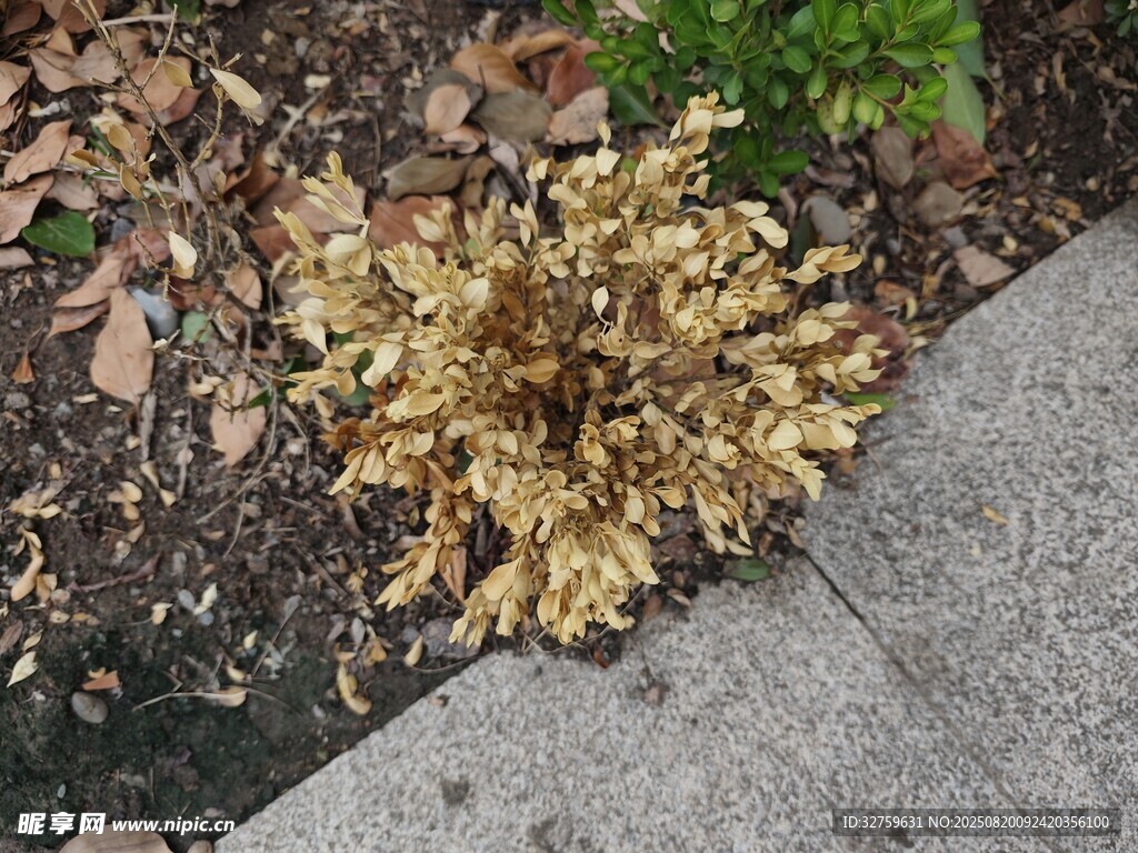 路边枯萎的金色植物