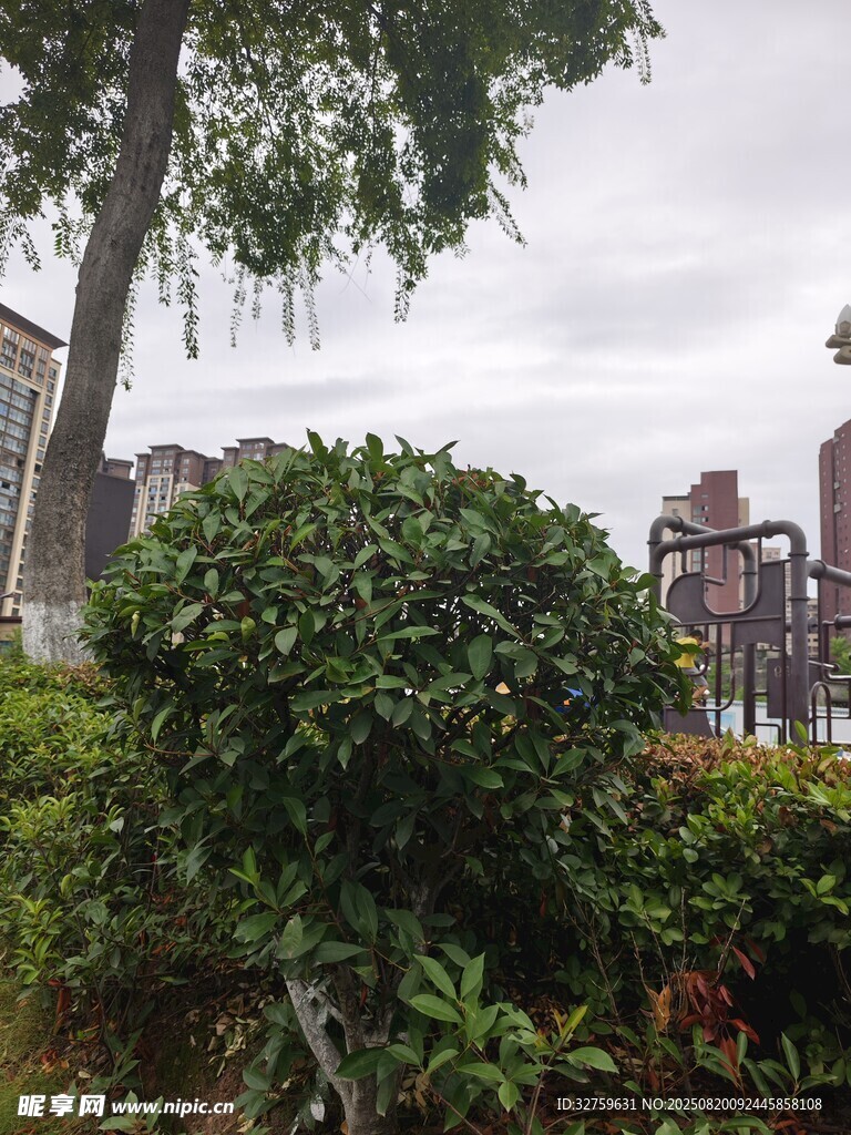 城市中葱郁的绿植景观