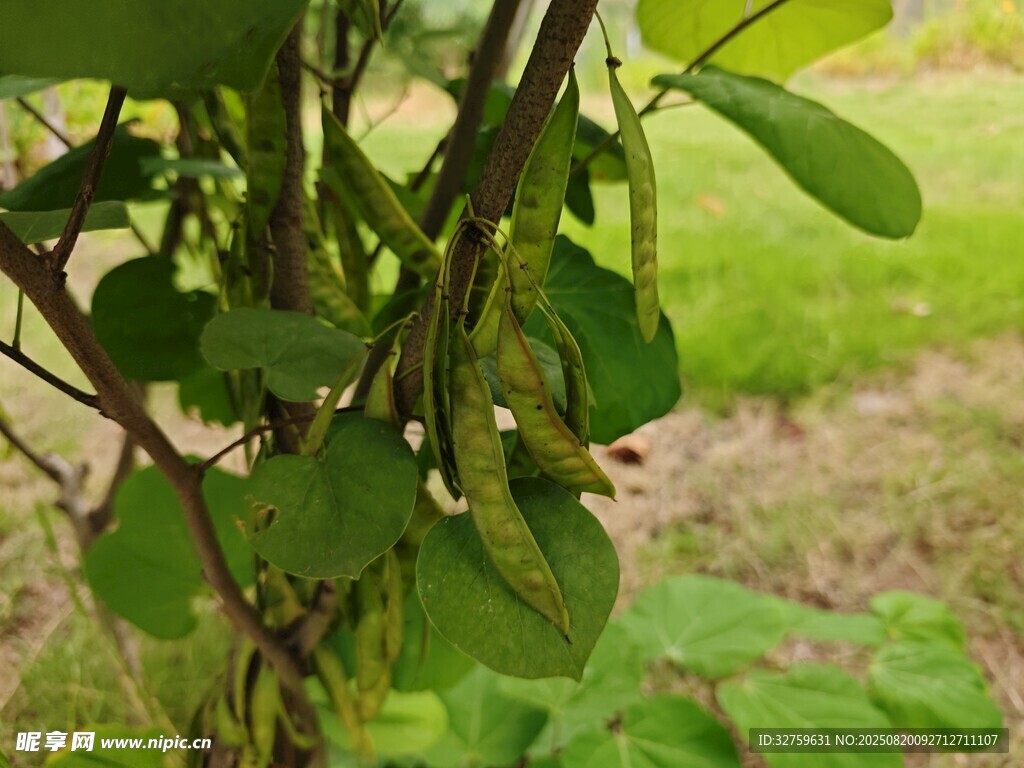 豆角藤蔓上的鲜嫩豆角