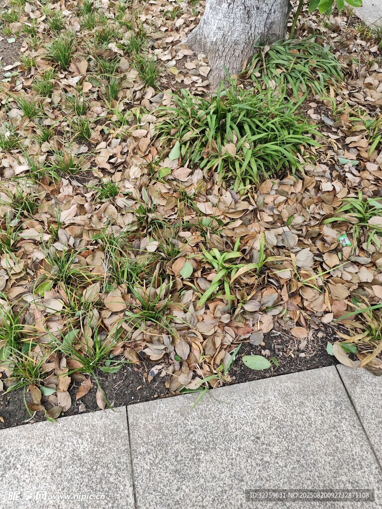 地面落叶与新生小草