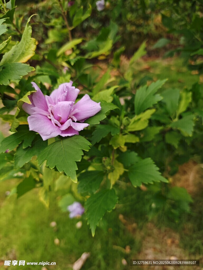 娇艳木槿花绽放绿叶间