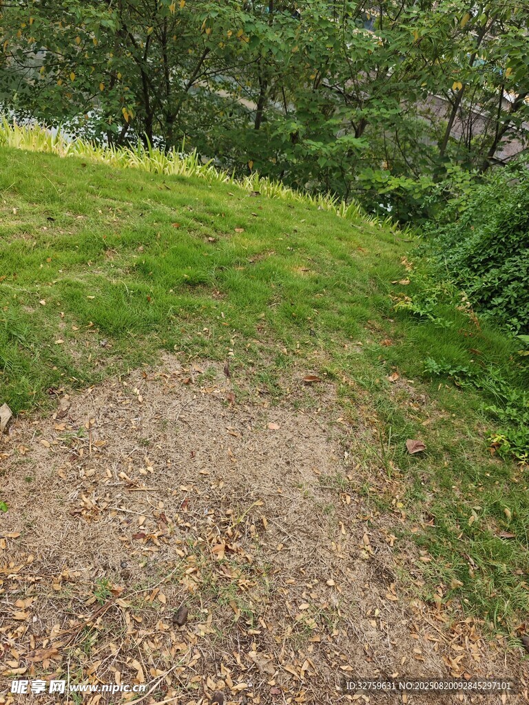 林间草地小径