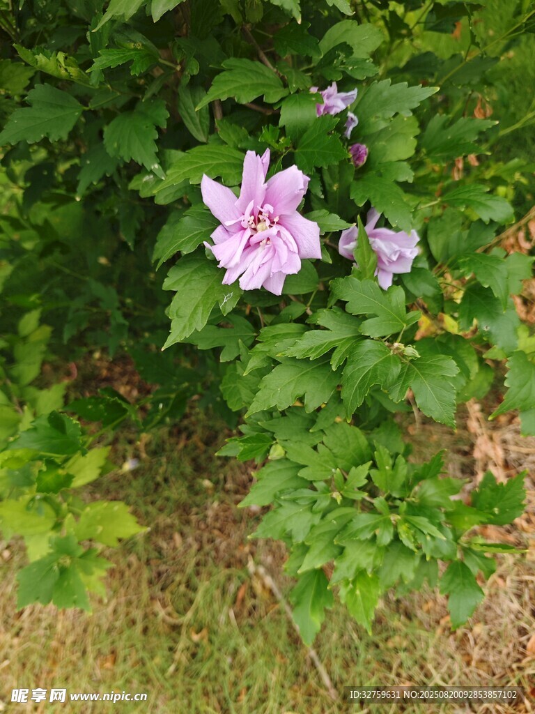 绽放的木槿花