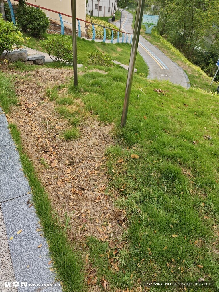 路边绿意盎然的草地与树木