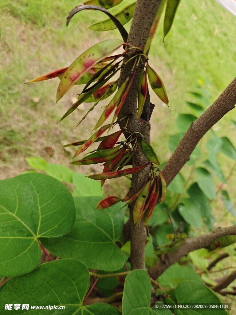 带红叶的植物枝丫特写
