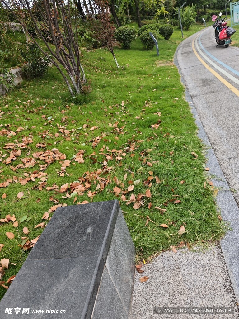 路边草地落叶景象