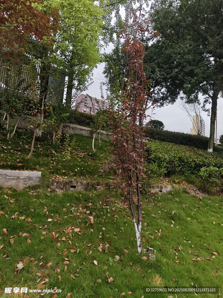 草坪上的单棵红叶小树