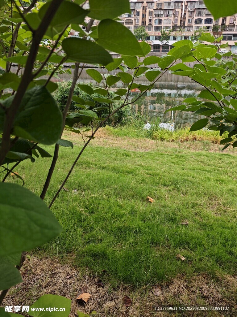 透过枝叶看户外绿地景观
