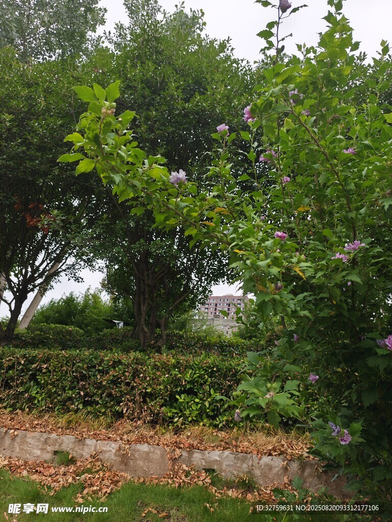 绿意盎然的庭院绿植景观