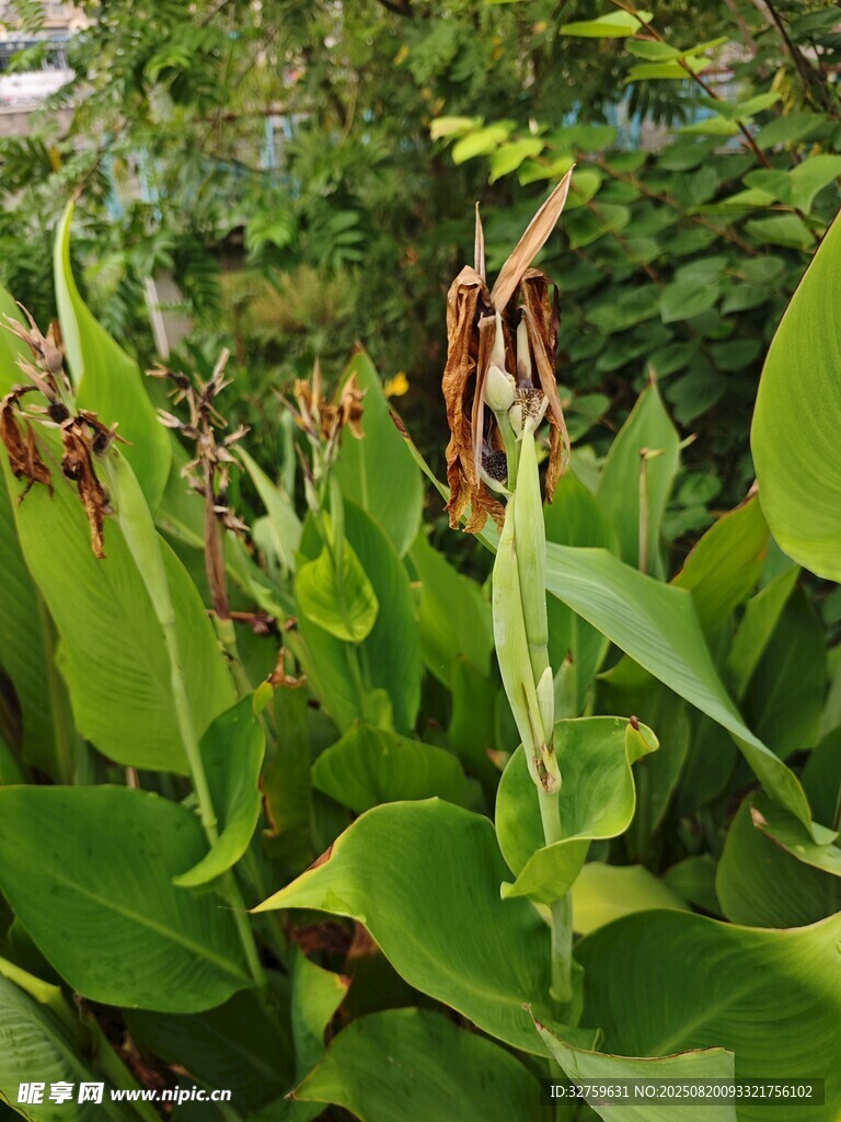 绿叶红花美人蕉植物景观