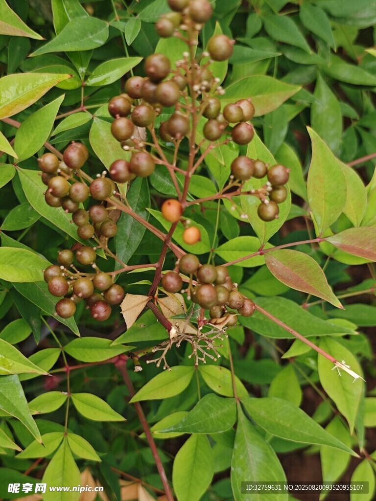 绿叶间的棕果植物特写