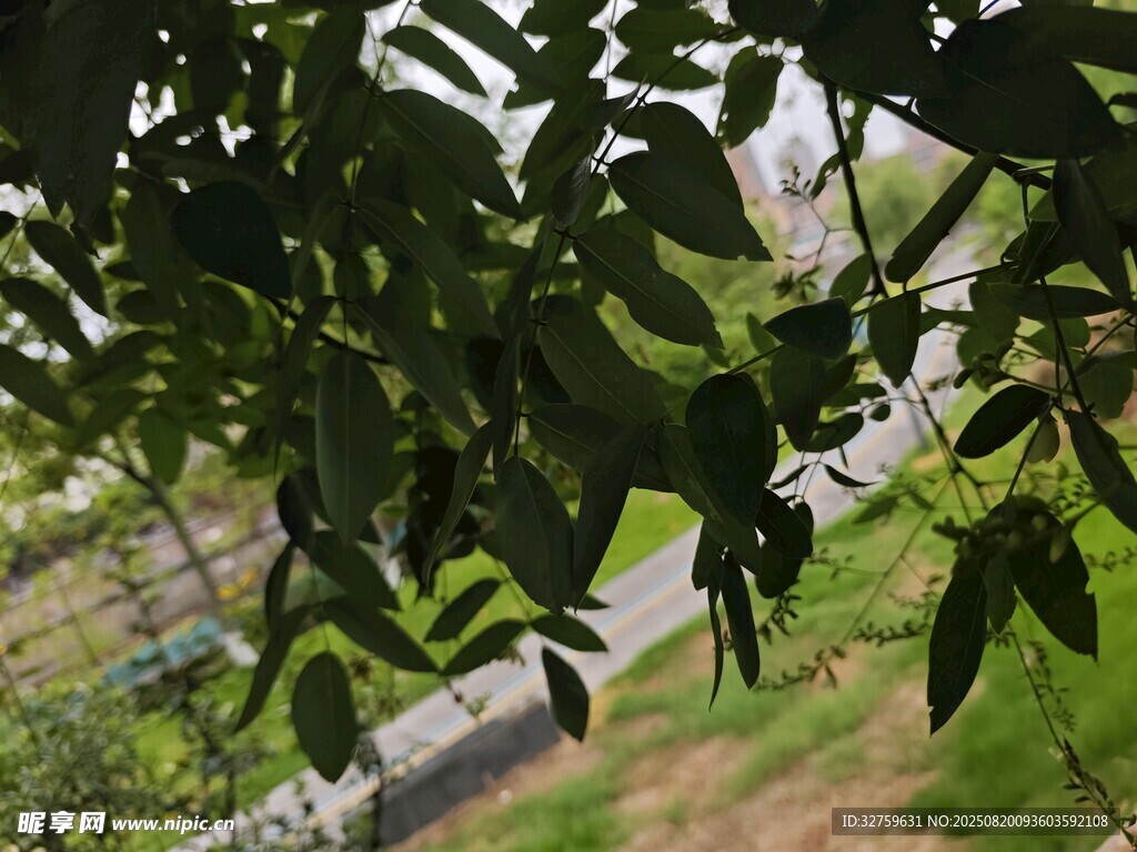 透过枝叶看下方道路