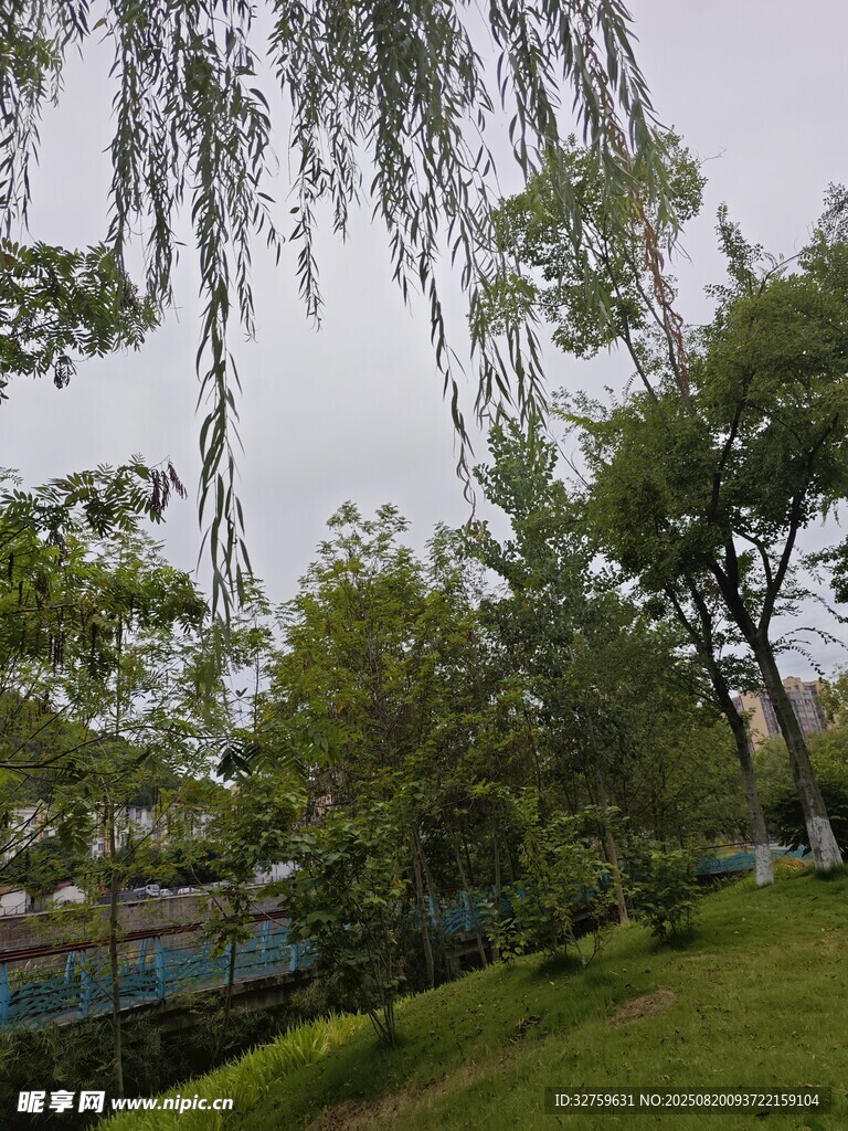 绿树成荫的户外景致