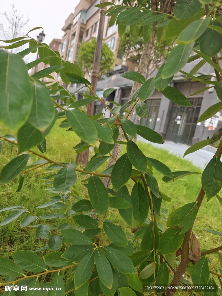 绿叶繁茂的户外植物景观