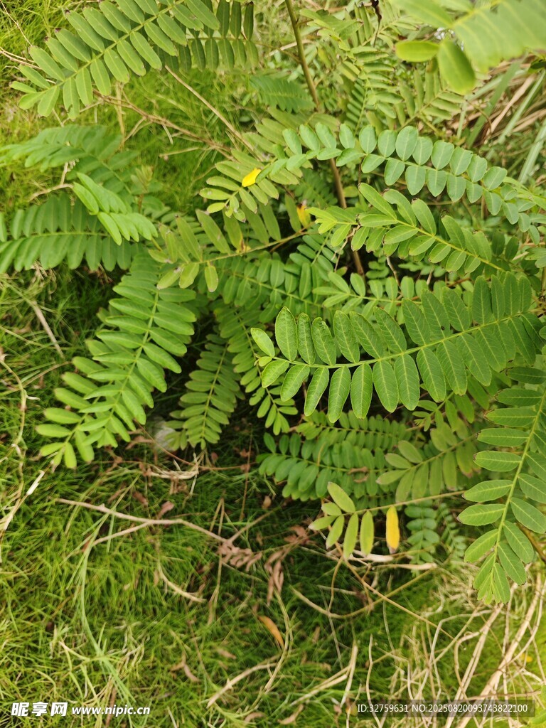 翠绿蕨类植物生长于草地