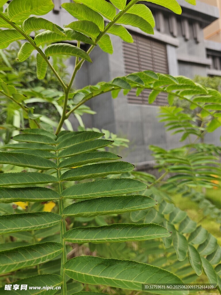 绿叶繁茂的建筑旁蕨类植物
