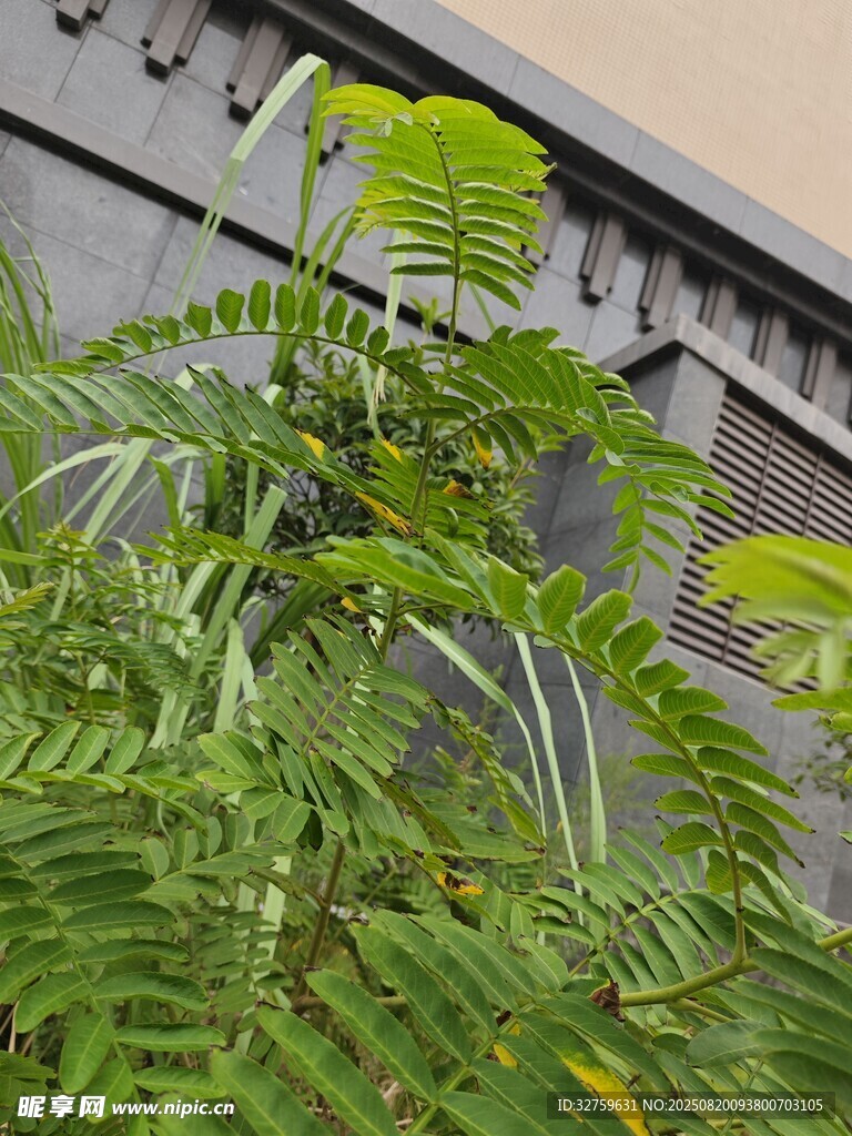 翠绿蕨类植物近景特写