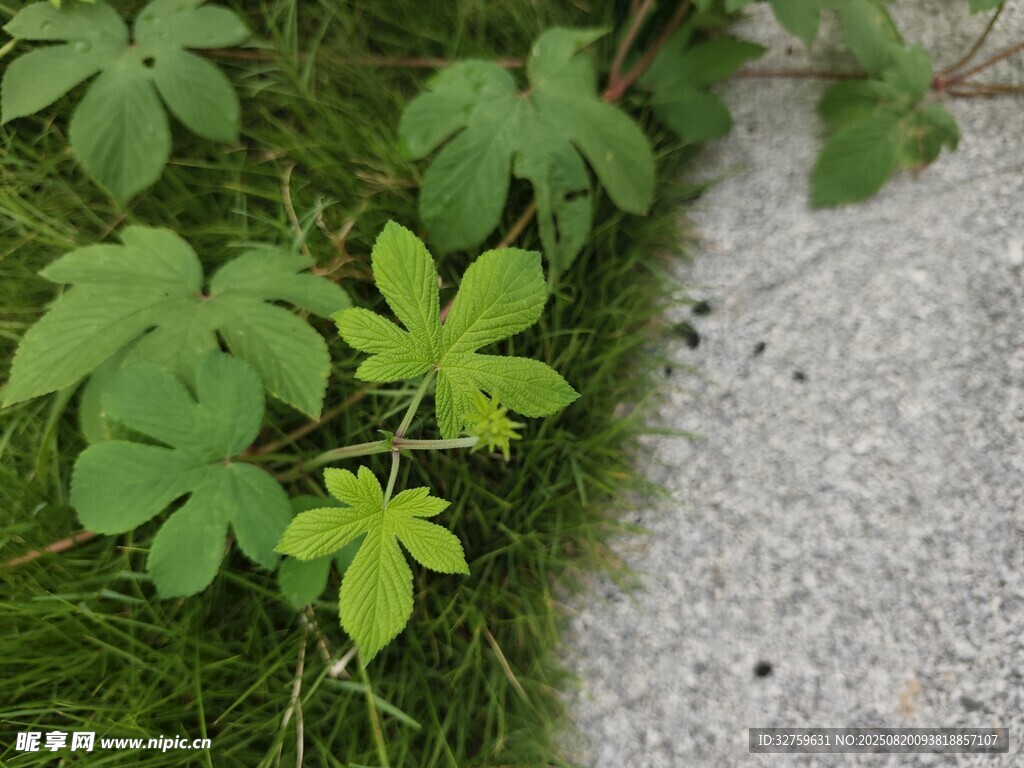 路边翠绿植物特写