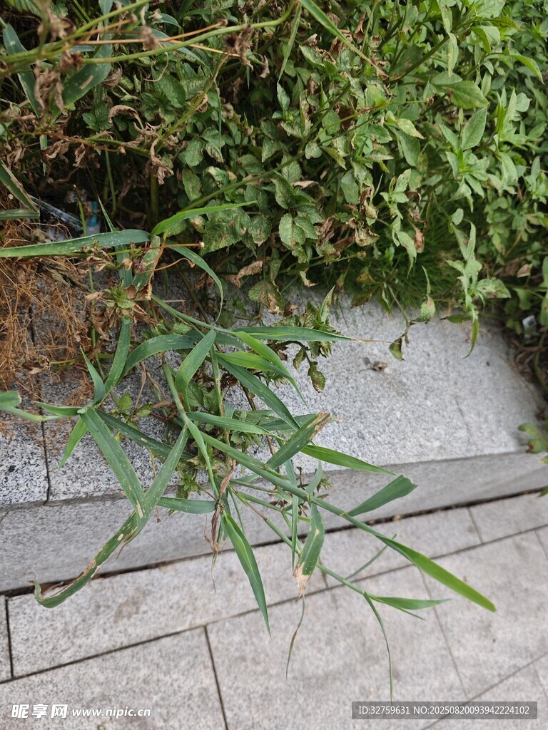 路边生长的翠绿植物