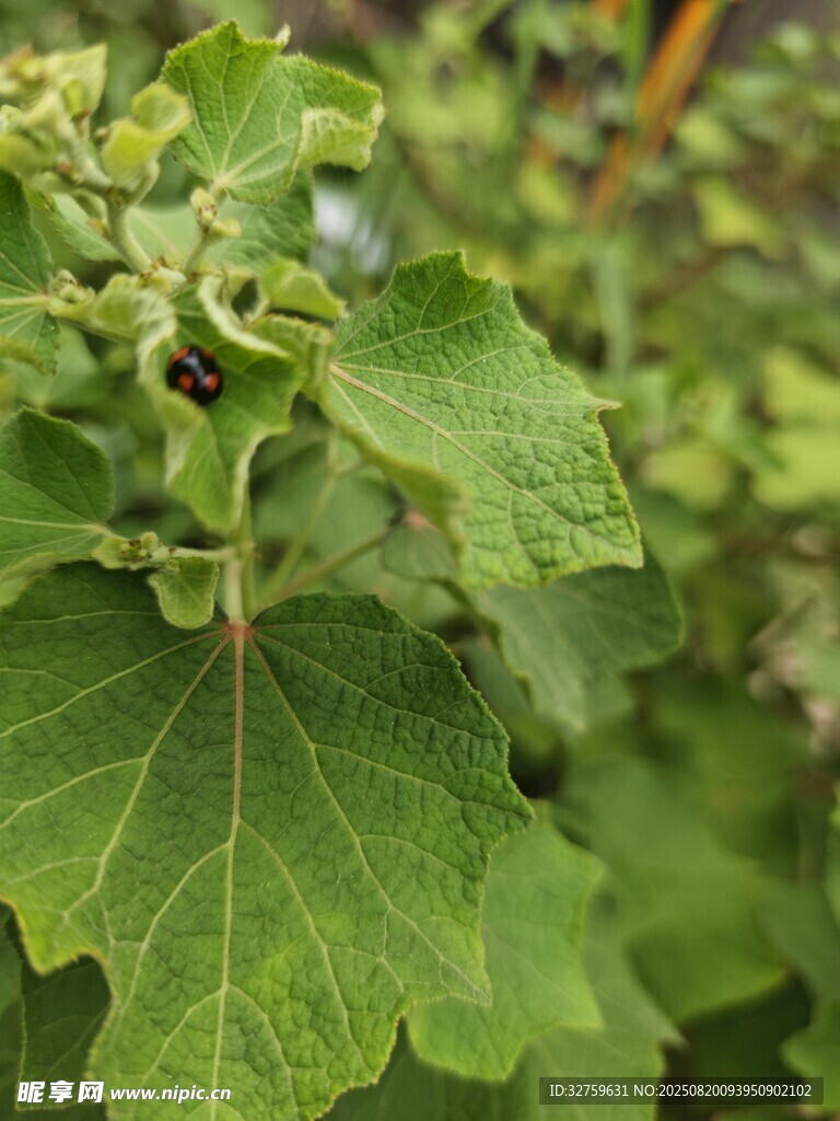 绿叶上的小昆虫