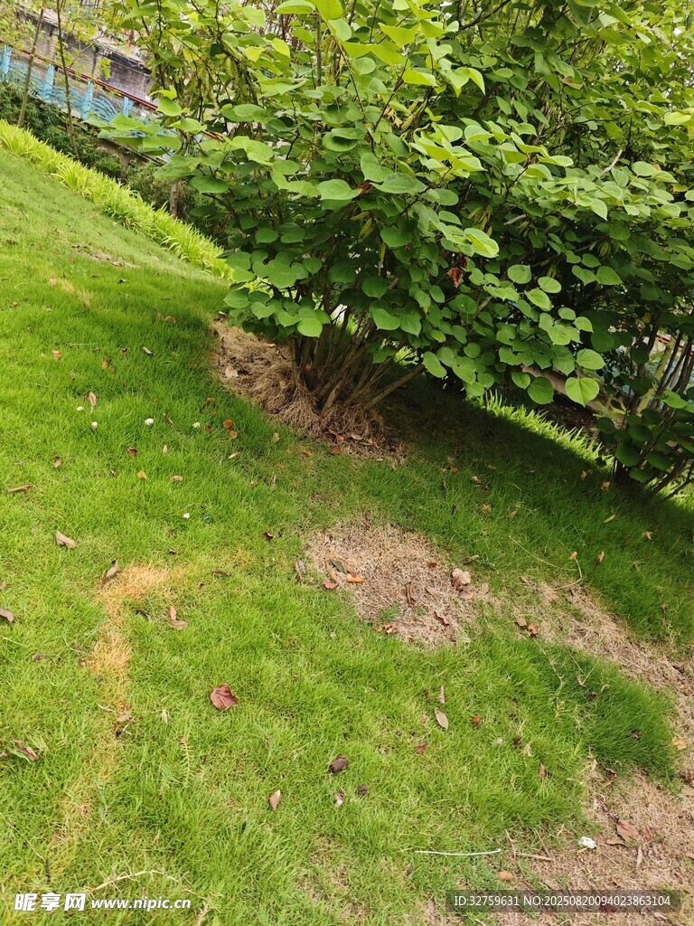 绿意盎然的草地与灌木