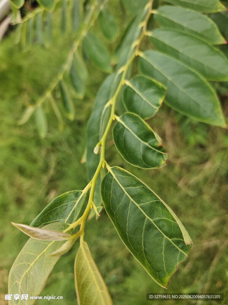 翠绿枝叶特写