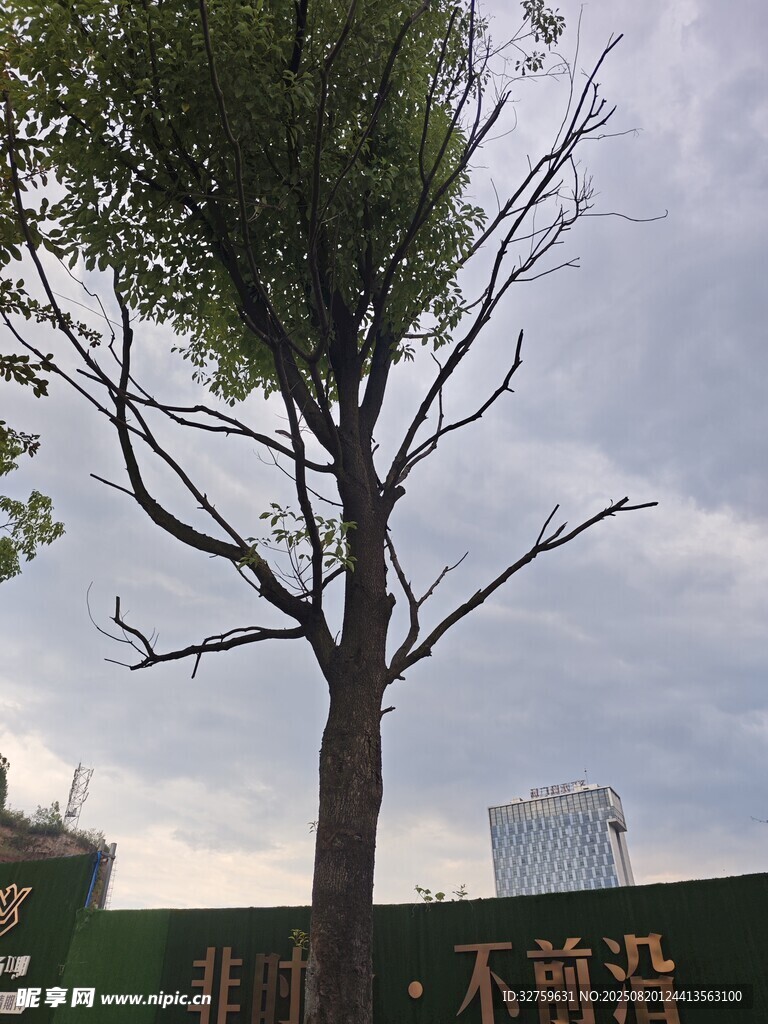 墙边光秃树木与绿植标语