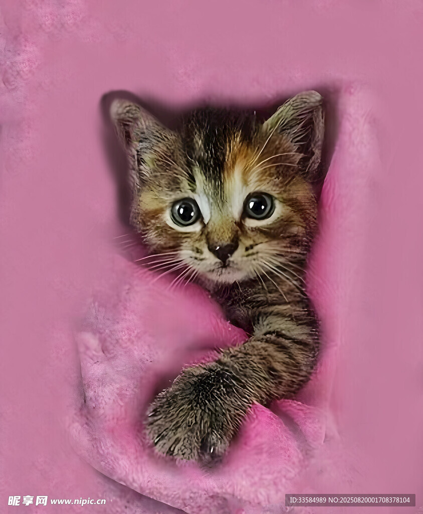 粉色毯子中的可爱小猫咪