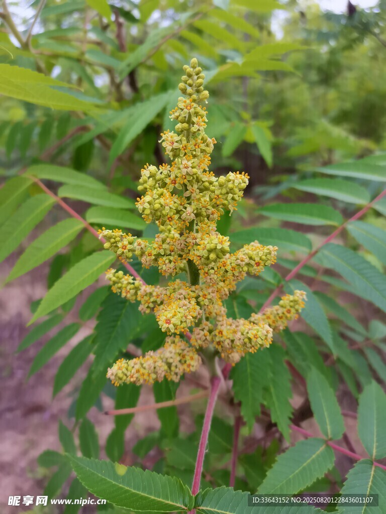 金黄花簇的植物特写