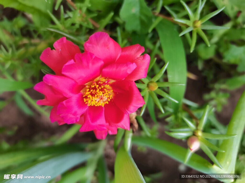娇艳粉色花朵绽放绿叶间