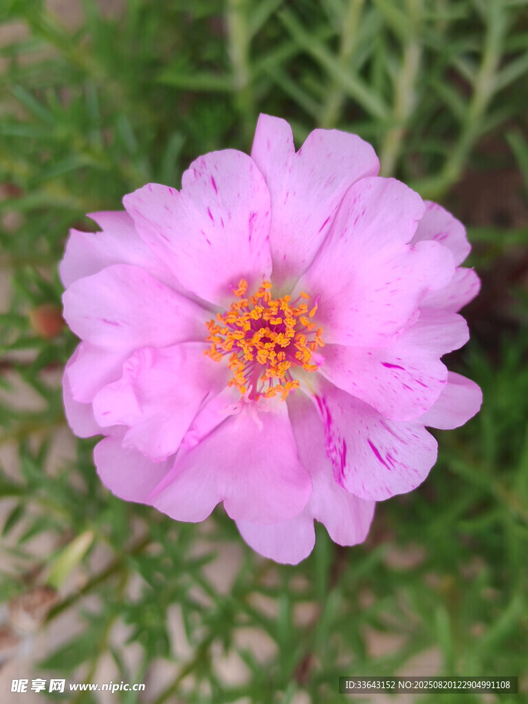 娇艳粉色太阳花特写