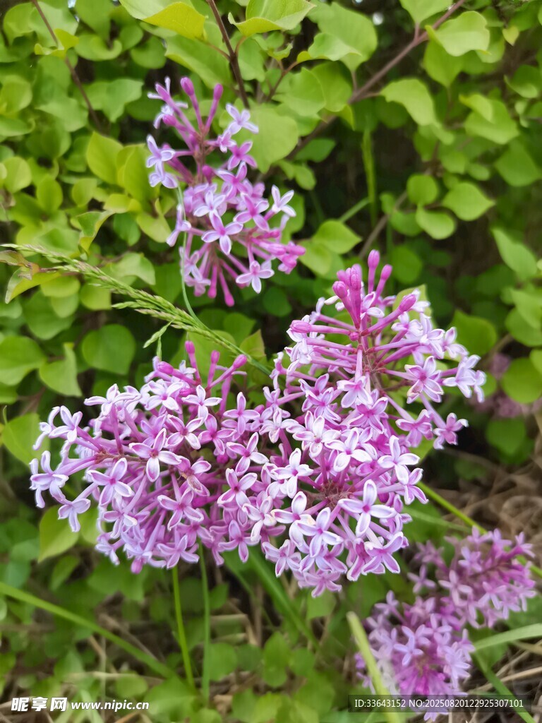紫色小花绽放绿叶间