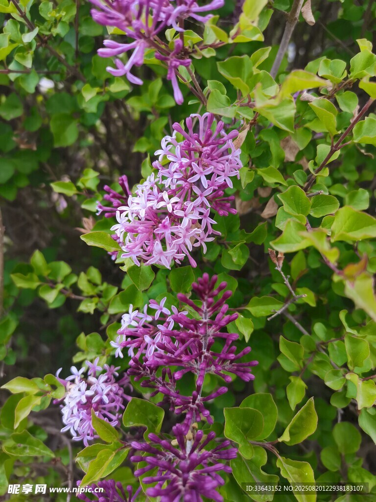 紫丁香花绽放于绿叶间