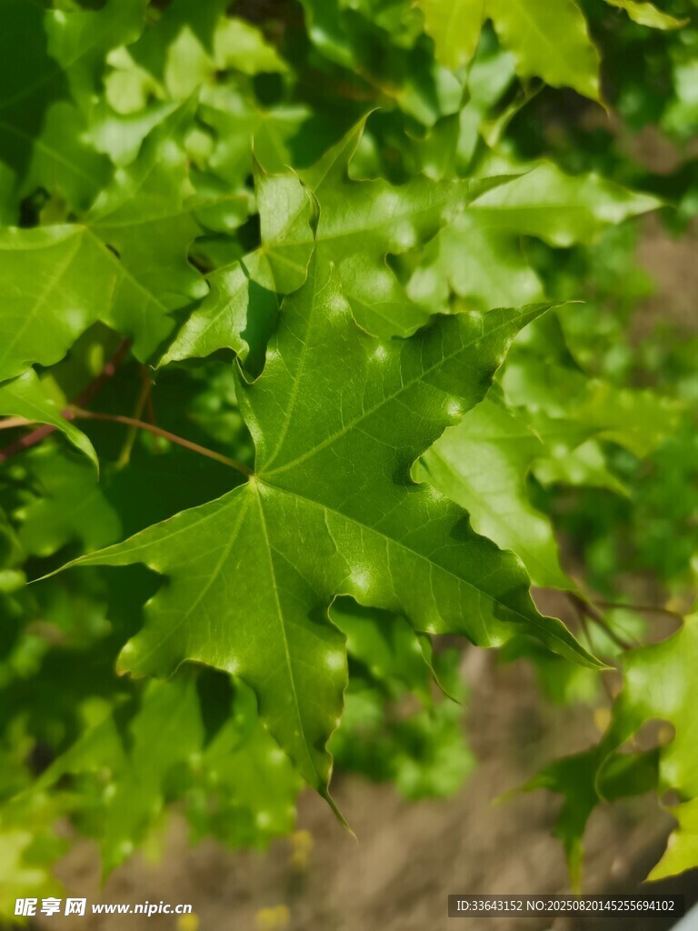 嫩绿叶片生机盎然