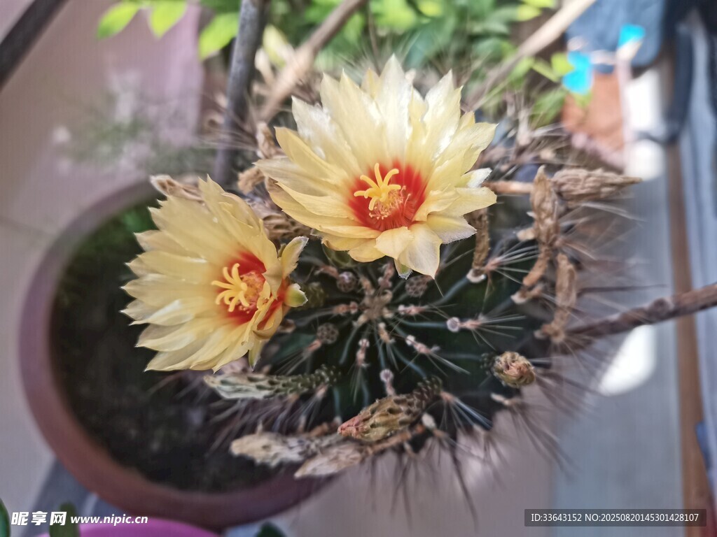 仙人球绽放艳丽花朵