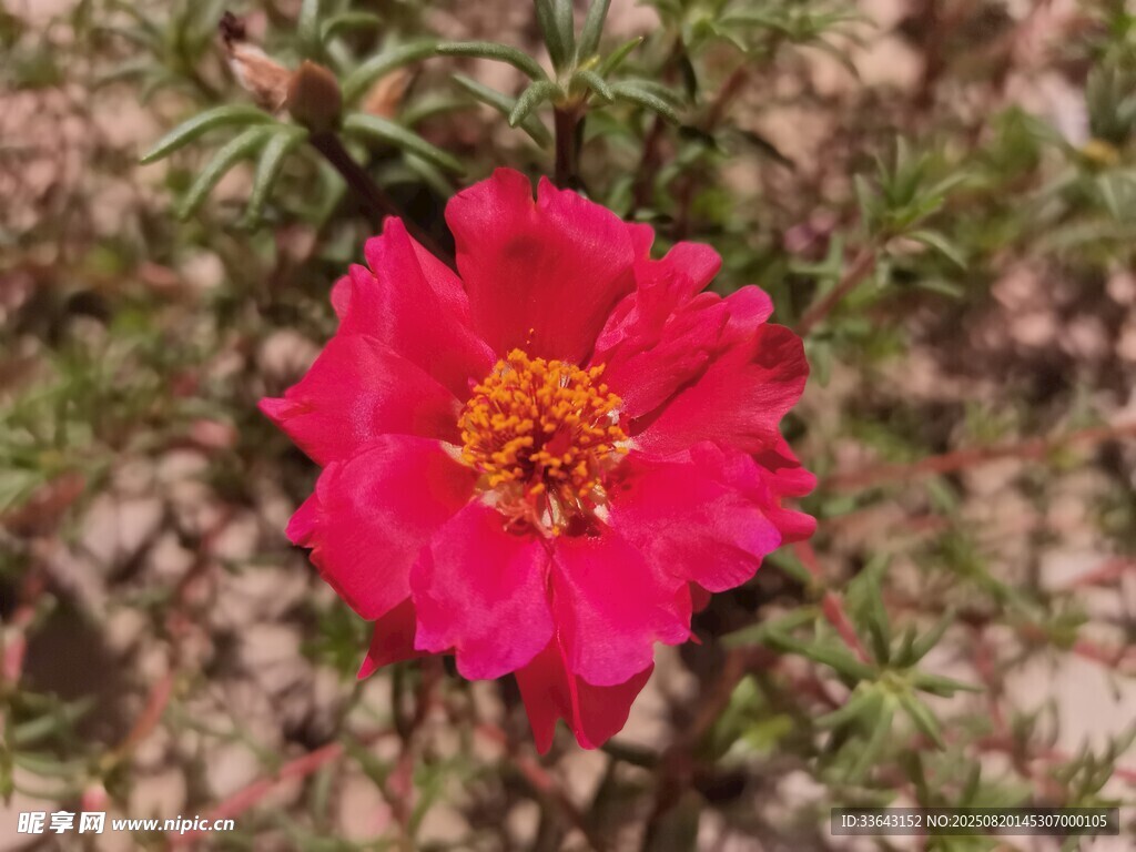 娇艳绽放的单朵红色花朵